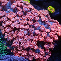 Peachy Pink Goniopora (0.5-1”)