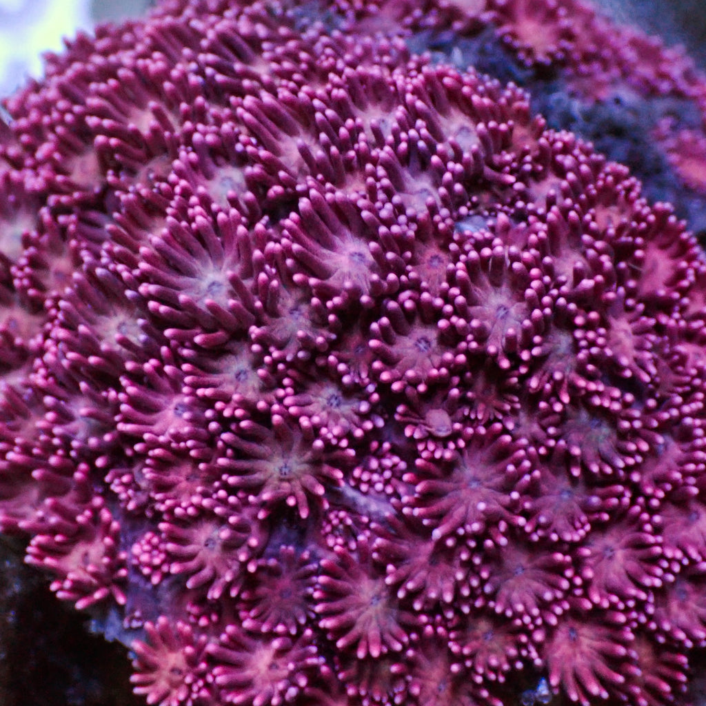 Pearl Pink Goniopora (0.5-1" frag) - Corals Anonymous
