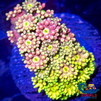 Pink And Yellow Goniopora (0.5-1Frag) Goniopora