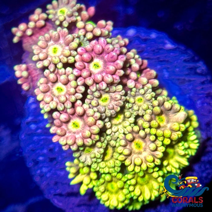 Pink And Yellow Goniopora (0.5-1Frag) Goniopora