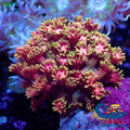 Pink Fascination Goniopora (0.5-1 Frag) Goniopora