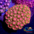 Pink Fascination Goniopora (0.5-1) Goniopora