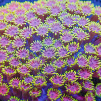 Pink Lemonade Goniopora (0.5-1” Frag) - Corals Anonymous