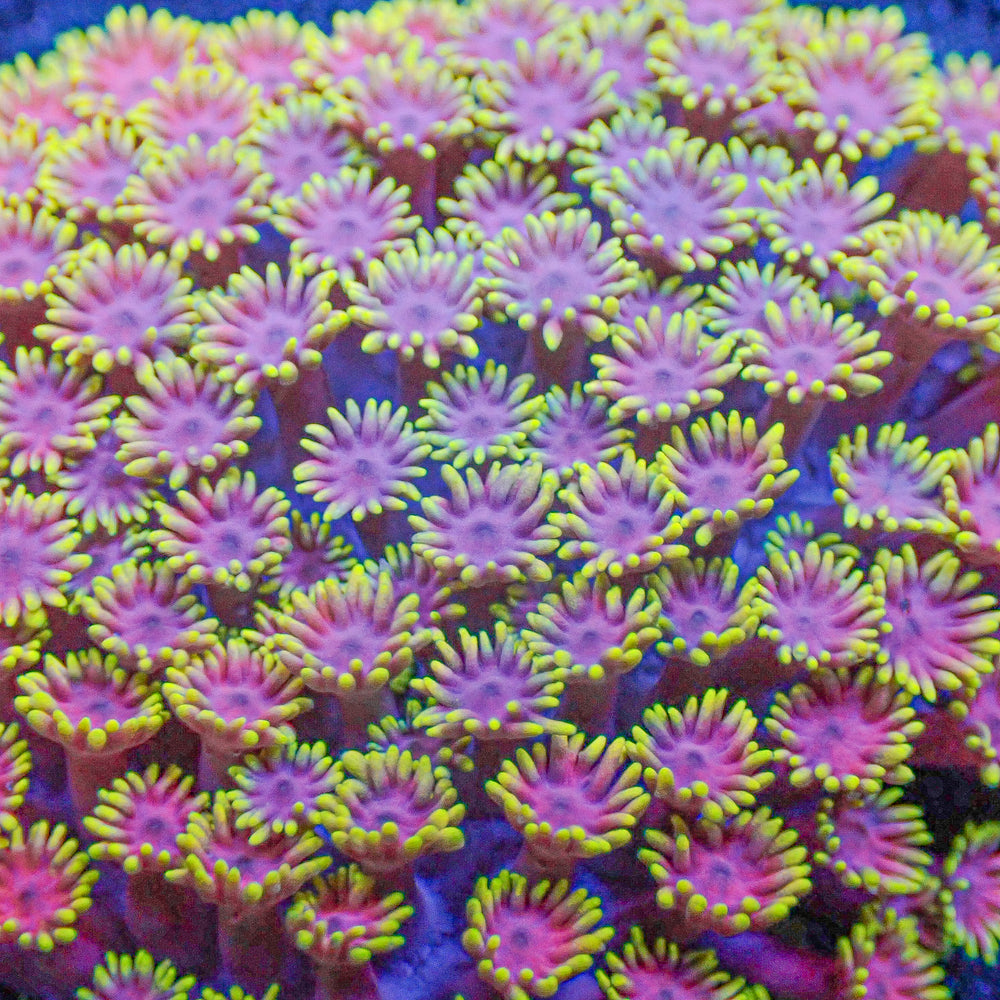 Pink Lemonade Goniopora (0.5-1” Frag) - Corals Anonymous