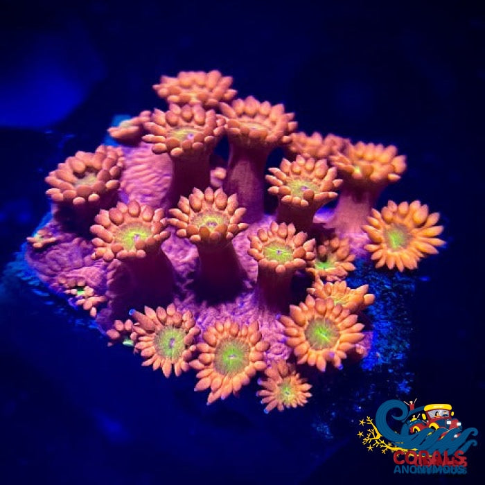 Pink Lemonade Goniopora (1 Frag) Goniopora