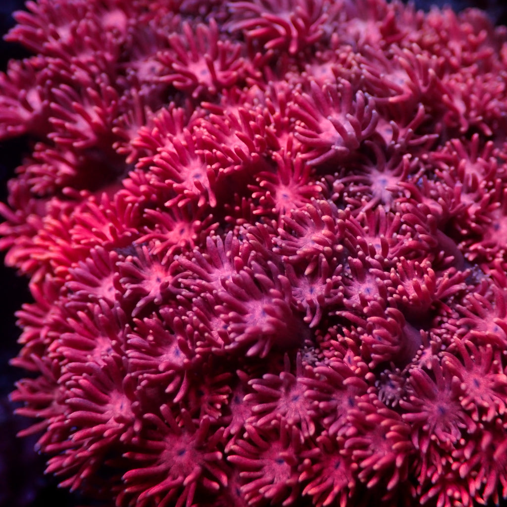 Pink Rose Sakura Goniopora (0.5-1” Frag) - Corals Anonymous