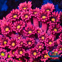 Pixie Dream Goniopora (0.5-1) Goniopora
