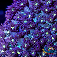 Purple Dreamcast Goniopora (1 Frag) Goniopora