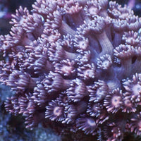 Purple Pastel Goniopora (0.5-1” Frag) - Corals Anonymous
