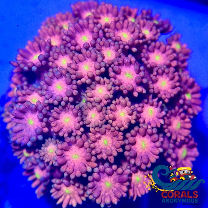 Purple Pink Fantasia Goniopora (0.5-1) Goniopora