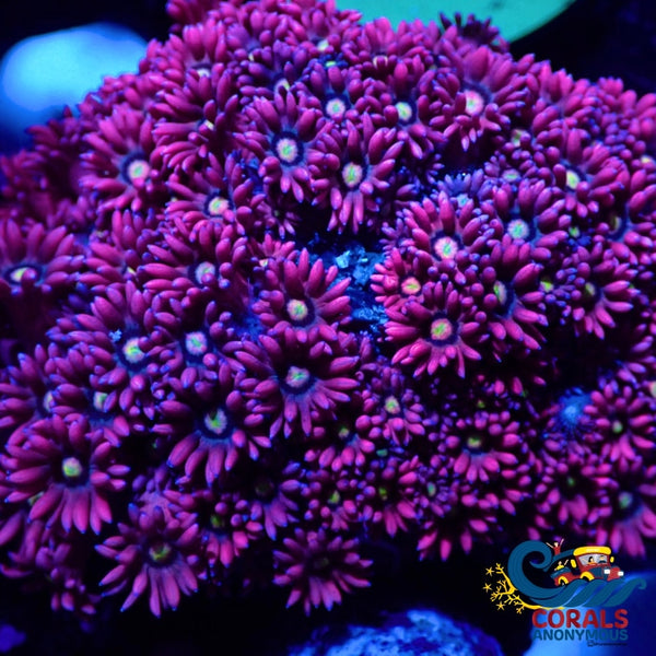 Purple Pink Psycho Goniopora (0.5-1” Frag) | Corals Anonymous