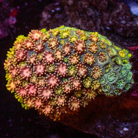Rainbow Hippie Dream Goniopora (0.5-1" Frag) - Corals Anonymous