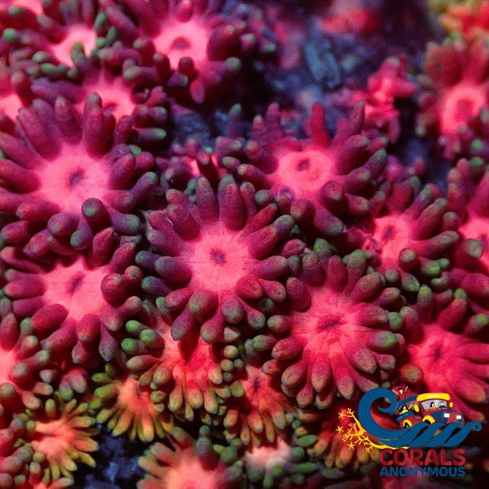 Rainbow Sherbet Surprise Goniopora (0.5-1 Frag) Goniopora