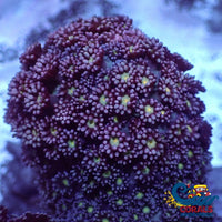 Raspberry Yellow Bliss Branching Goniopora (0.5-1 Frag) Goniopora
