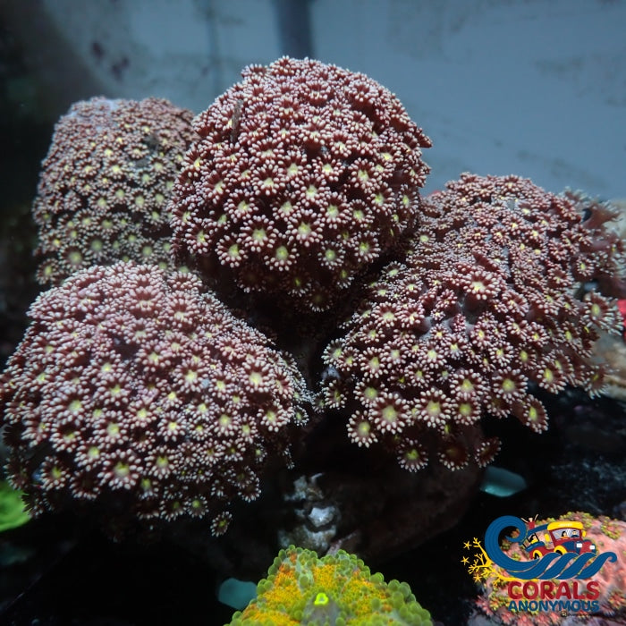 Raspberry Yellow Bliss Branching Goniopora (0.5-1 Frag) Goniopora