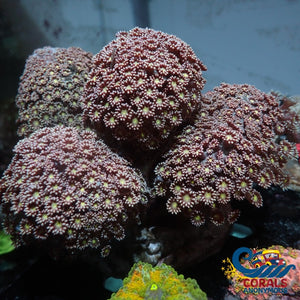 Raspberry Yellow Bliss Branching Goniopora (0.5-1 Frag) Goniopora