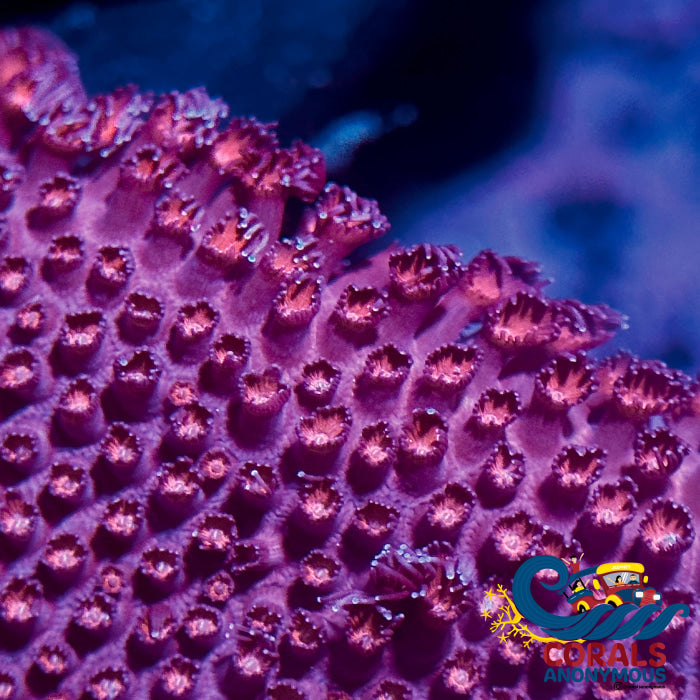 Red Encrusting Goniopora (0.5-1) Goniopora