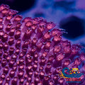 Red Encrusting Goniopora (0.5-1) Goniopora