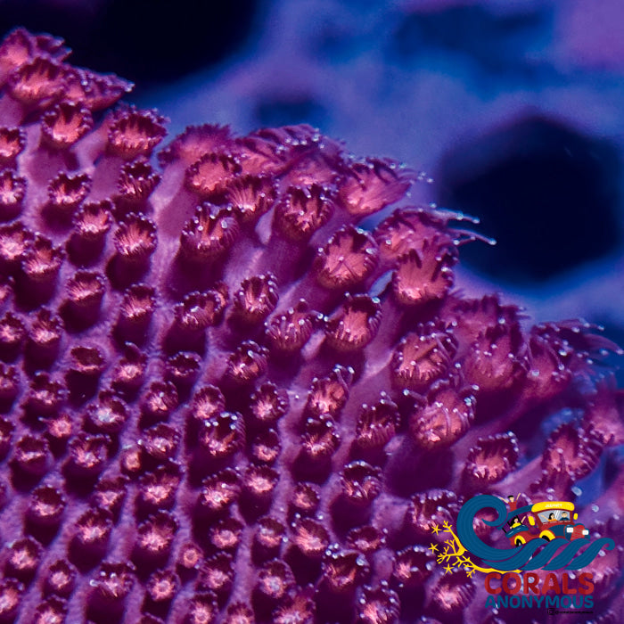 Red Encrusting Goniopora (0.5-1) Goniopora
