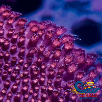 Red Encrusting Goniopora (0.5-1) Goniopora