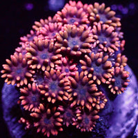 Royal Rainbow Goniopora (0.5-1” Frag) - Corals Anonymous