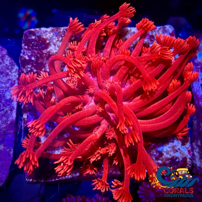 Ruby Red Goniopora (1 Frag) Goniopora