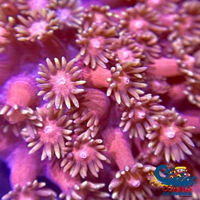 Solar Pink Goniopora (1 Frag) Goniopora