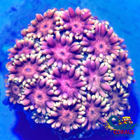 Sunset Glow Goniopora (0.5-0.75) Goniopora