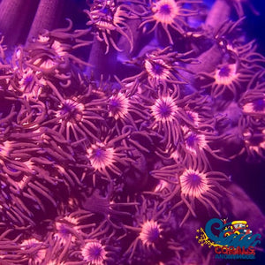 Superman Red Blue Goniopora (1 Frag) Goniopora
