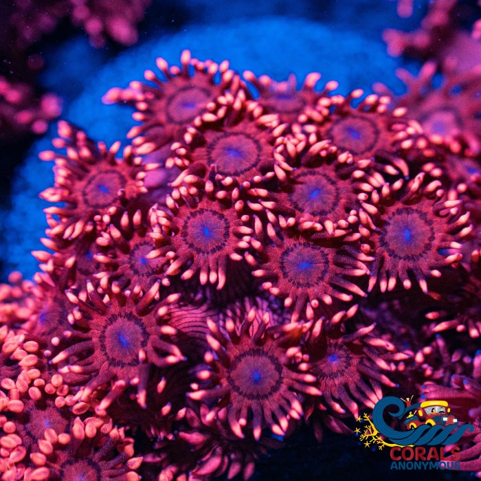 Superman Red Blue Goniopora (1 Frag) Goniopora