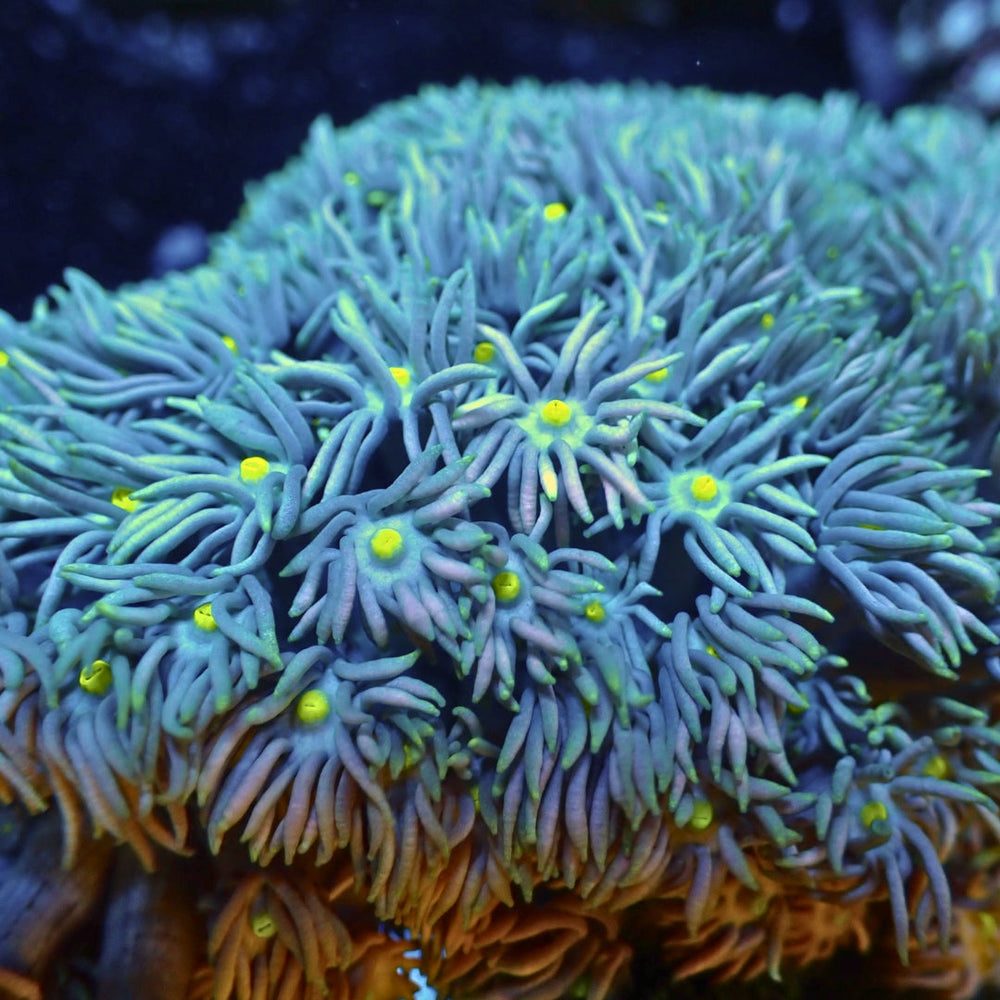 Teal Fairy Lemonade Goniopora (0.5-1” Frag) - Corals Anonymous