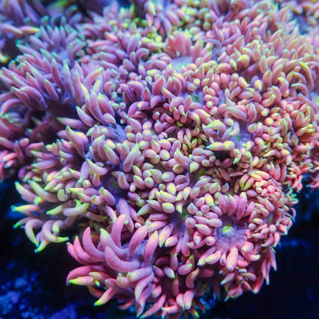 Ultra Rainbow Sherbet Surprise Goniopora (0.5-1") - Corals Anonymous