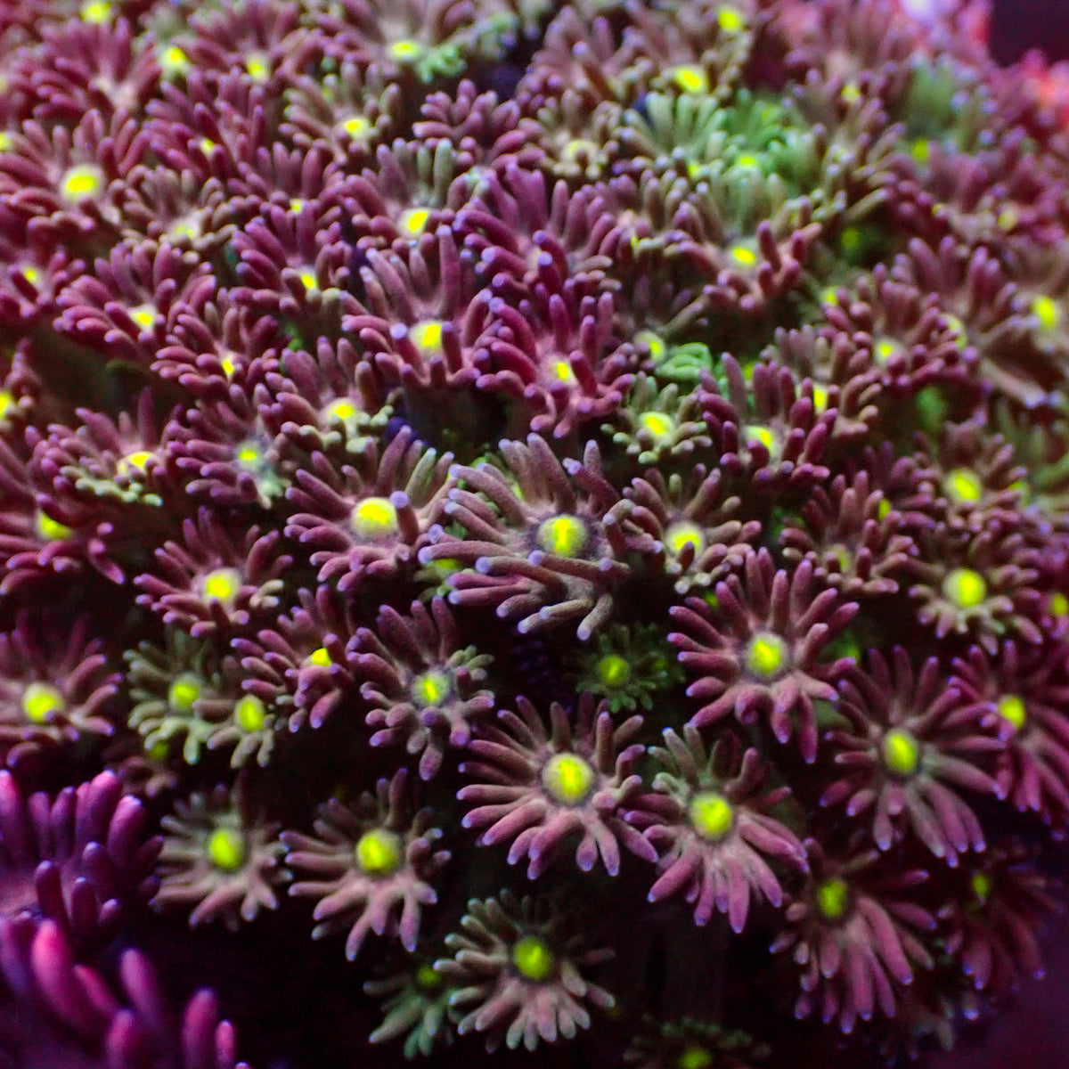 Watermelon Micro Goniopora (0.5-1” Frag) - Corals Anonymous