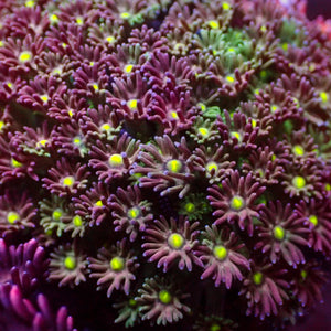 Watermelon Micro Goniopora (0.5-1” Frag) - Corals Anonymous