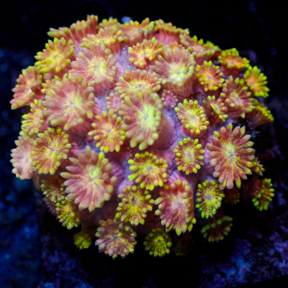WYSIYWG Glitter Sunburst Goniopora (0.5-1") - Corals Anonymous