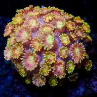 WYSIYWG Glitter Sunburst Goniopora (0.5-1") - Corals Anonymous