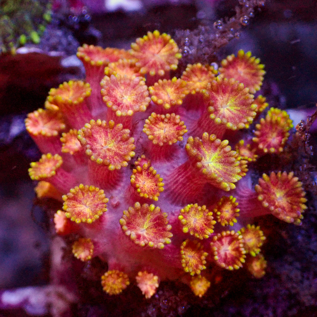 WYSIYWG Glitter Sunburst Goniopora (0.5-1") - Corals Anonymous