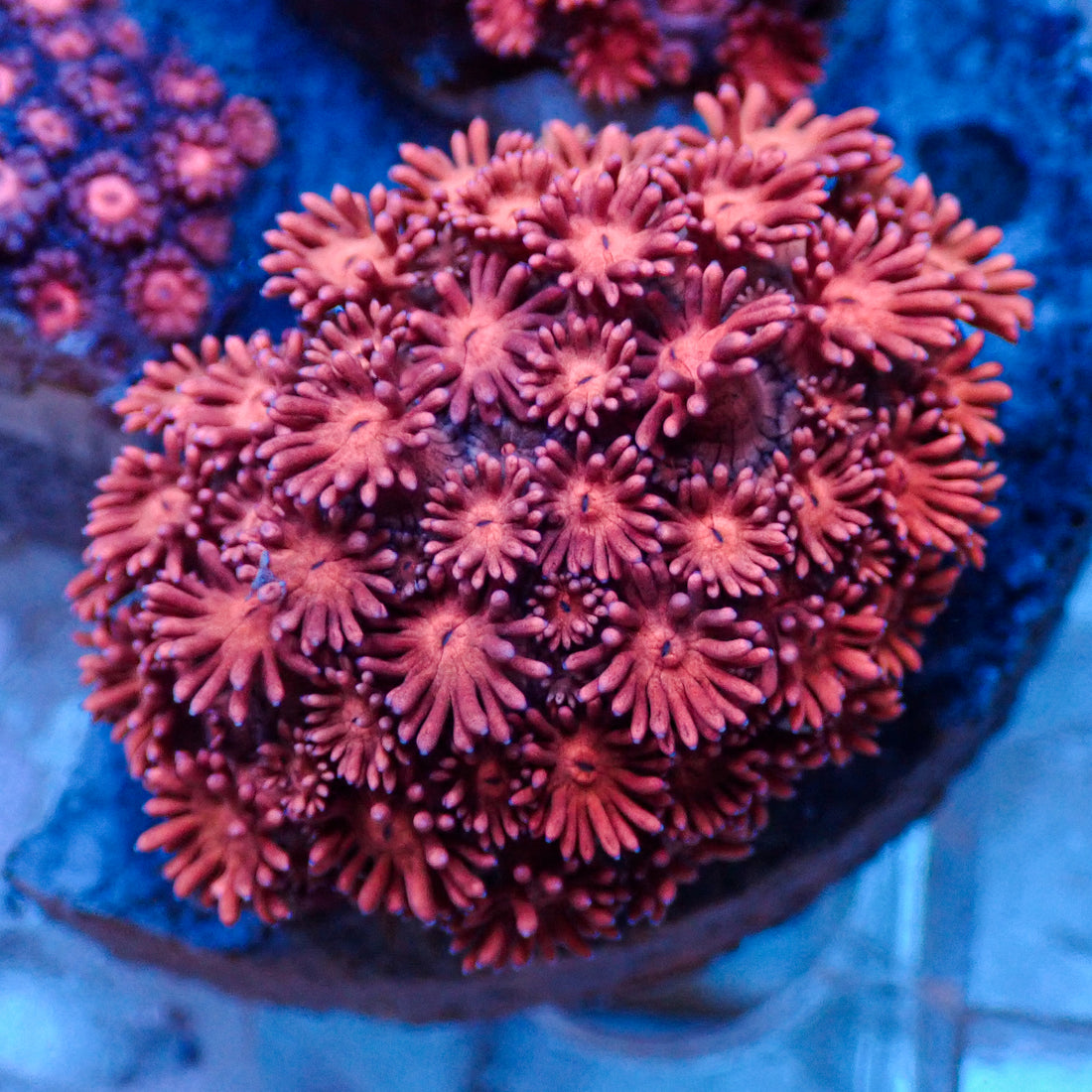 WYSIYWG Lucid Pink Goniopora (0.5-1") - Corals Anonymous