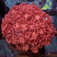 WYSIYWG Lucid Pink Goniopora (0.5-1") - Corals Anonymous