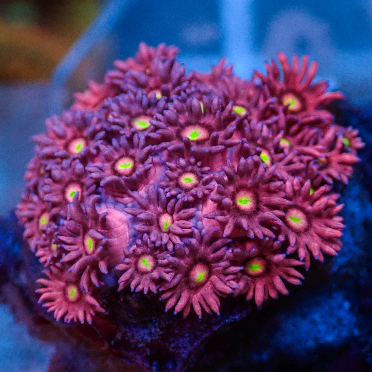 WYSIYWG Pink Stargaze Goniopora (0.5-1") - Corals Anonymous