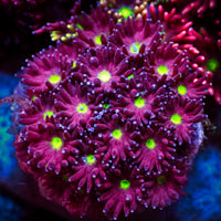 WYSIYWG Purple Stargazer Goniopora (0.5-1") - Corals Anonymous