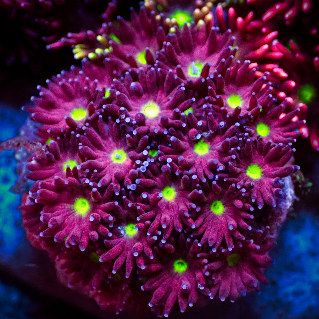 WYSIYWG Purple Stargazer Goniopora (0.5-1") - Corals Anonymous