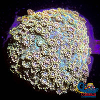 Yellow Goniopora (1 Frag) Goniopora