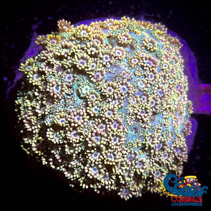 Yellow Goniopora (1 Frag) Goniopora