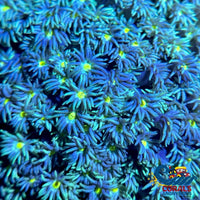 Yellow Starry Night Goniopora (0.5-1 Frag) Goniopora