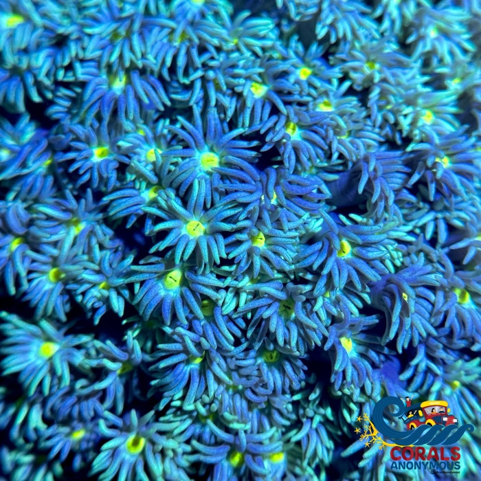 Yellow Starry Night Goniopora (0.5-1 Frag) Goniopora