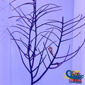 Purple Frilly Gorgonian (6-7 Tree Colony) Gorgonian