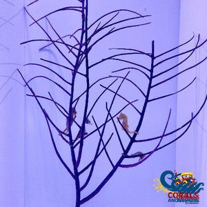 Purple Frilly Gorgonian (6-7 Tree Colony) Gorgonian