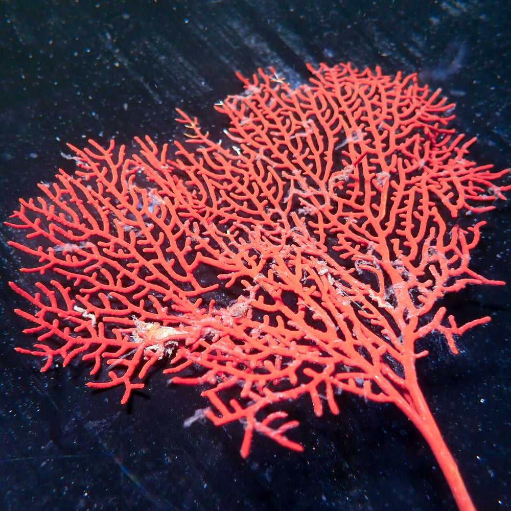 WYSIWYG Red Gorgonian Sea Fan Colony (6-7