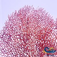 Red Sea Fan Gorgonian (5-7) Gorgonian